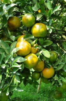 Bán cây giống quýt đường Thái Lan, cam kết chất lượng, giao cây toàn quốc.