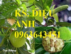 Chuyên cung cấp cây giống sấu ghép, sấu hạt, sake, sa kê, măcca, mắc ca, macca chuẩn giống