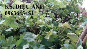 Bán cây giống nho, cây giống nho pháp, cây nho pháp chuẩn giống, bảo hành cây giống, giao cây toàn quốc.