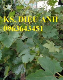 Bán cây giống nho, cây giống nho pháp, cây nho pháp chuẩn giống, bảo hành cây giống, giao cây toàn quốc.