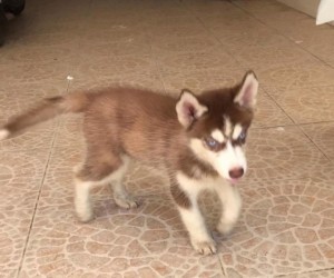 Husky nâu đỏ