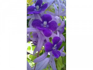 Cây giống mai xanh nhỏ