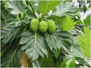Bán cây giống sakê, số lượng lớn, giao cây toàn quốc.