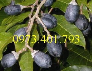 Cây giống trám đen, trám đen, cây trám đen, kĩ thuật trồng trám đen