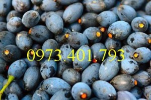 Cây giống trám đen, trám đen, cây trám đen, kĩ thuật trồng trám đen