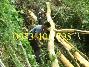 Giống cây Quế uy tín, chất lượng
