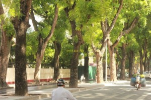 Giống Cây xà cừ cây nhỏ chất lượng