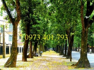 Giống Cây xà cừ cây nhỏ chất lượng