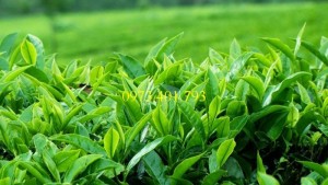 Cây giống trà xanh, trà xanh, cây trà xanh, kĩ thuật trồng cây trà xanh