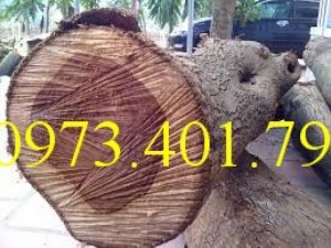 Cây giống sưa đỏ, sưa đỏ, cây sưa đỏ