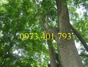 Cây giống sưa đỏ, sưa đỏ, cây sưa đỏ