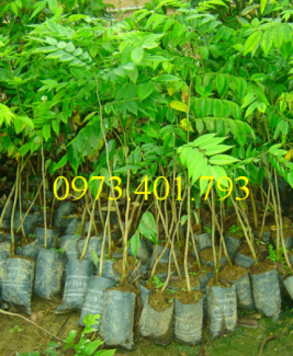 Cây giống sưa đỏ, sưa đỏ, cây sưa đỏ