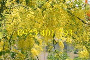 Cây giống muồng hoàng yến, muồng hoàng yến, kĩ thuật trồng muồng hoàng yến, cây muồng hoàng yến