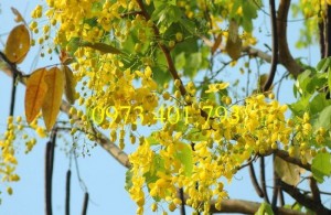 Cây giống muồng hoàng yến, muồng hoàng yến, kĩ thuật trồng muồng hoàng yến, cây muồng hoàng yến