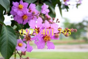 Cây giống bằng lăng, cây bằng lăng, kĩ thuật trồng cây bằng lăng