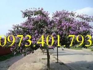 Cây giống bằng lăng, cây bằng lăng, kĩ thuật trồng cây bằng lăng