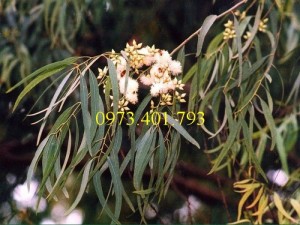 Giống cây Bạch đàn