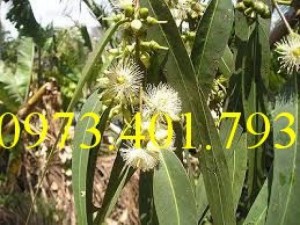 Giống cây Bạch đàn