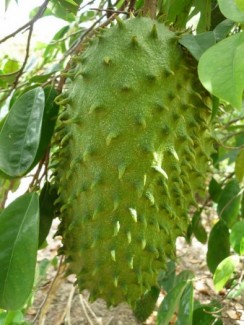 Bán cây giống mãng cầu xiêm, số lượng lớn, giao cây toàn quốc.