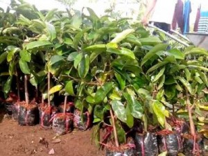 Bán cây giống mãng cầu xiêm, số lượng lớn, giao cây toàn quốc.