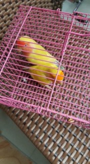Chúng tôi cung cấp livebird sỉ từ Thái Lan.