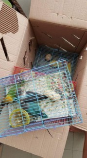 Chúng tôi cung cấp livebird sỉ từ Thái Lan.