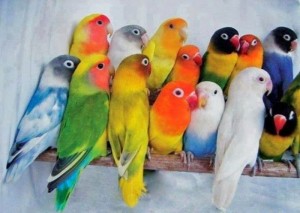 Chúng tôi cung cấp livebird sỉ từ Thái Lan.