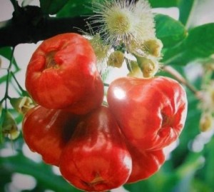 Bán cây giống roi thái đỏ, số lượng lớn, giao cây toàn quốc.