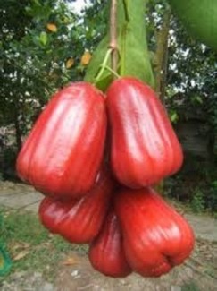Bán cây giống roi thái đỏ, số lượng lớn, giao cây toàn quốc.