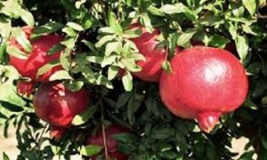 Bán cây giống lựu, số lượng lớn, giao cây toàn quốc