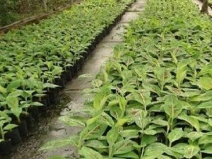 Bán giống chuối tây Thái Lan, chuối tây thái lùn nuôi cấy mô, số lượng lớn, giao cây toàn quốc.