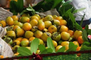 Bán cây giống hồng giòn, chuẩn giống, số lượng lớn, giao cây toàn quốc.