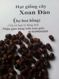 hay giống cây xoan đào (họ hoa hồng)
