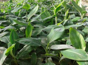 Bán cây giống chuối tiêu hồng nuôi cấy mô, số lượng lớn, giao cây toàn quốc