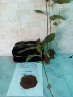 Hạt giống cây gáo vàng thiên ngân