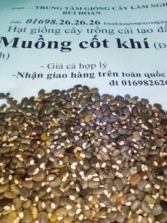 Hạt giống cây gáo vàng thiên ngân