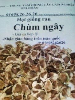 rau chùm ngây