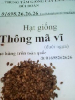 Hạt giống thông mã vĩ (đuôi ngựa )