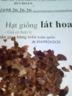 Hạt giống thông mã vĩ (đuôi ngựa )