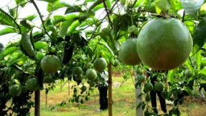 Bán cây giống chanh dây, chuẩn giống, số lượng lớn, giao cây toàn quốc.