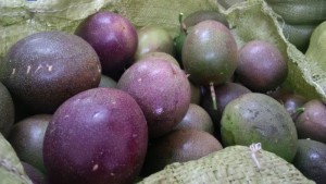Bán cây giống chanh dây, chuẩn giống, số lượng lớn, giao cây toàn quốc.