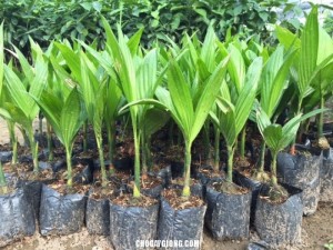 Bán giống cây cau lùn, cau tứ quý, số luợng lớn, giao cây toàn quốc.