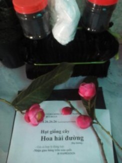 Túi bầu hạt giống phục vụ trồng rừng