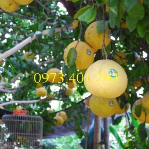 Cung cấp giống cây Bưởi Đỏ Tân Lạ chất lượng, giá rẻ