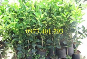 Cung Cấp Giốngbưởi lùn Tứ Xuyên nhập khẩu giá rẻ