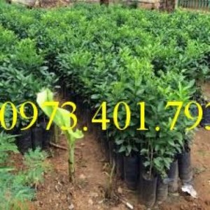 Cung Cấp Giốngbưởi lùn Tứ Xuyên nhập khẩu giá rẻ