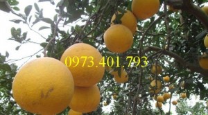 Cung Cấp Giốngbưởi lùn Tứ Xuyên nhập khẩu giá rẻ