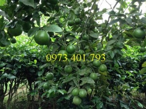 Giống cây chanh tứ quý, chanh tứ quý, cây chanh, cây chanh tứ quý, kĩ thuật trồng tứ quý