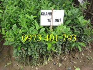 Giống cây chanh tứ quý, chanh tứ quý, cây chanh, cây chanh tứ quý, kĩ thuật trồng tứ quý