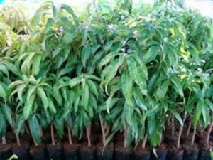 Bán giống cây xoài tứ quý, xoài đài loan, số lượng lớn, giao cây toàn quốc.